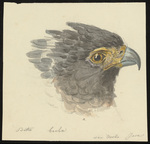 crested serpent eagle (Spilornis cheela)