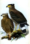 crested serpent eagle (Spilornis cheela)