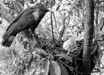 crested serpent eagle (Spilornis cheela)