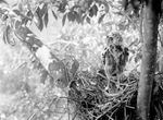 crested serpent eagle (Spilornis cheela)