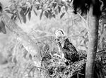 crested serpent eagle (Spilornis cheela)