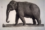 Asian elephant, Asiatic elephant (Elephas maximus)