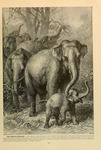 Indian elephant (Elephas maximus indicus)