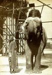 Asian elephant, Asiatic elephant (Elephas maximus)