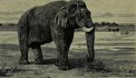 Asian elephant, Asiatic elephant (Elephas maximus)