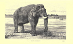 Asian elephant, Asiatic elephant (Elephas maximus)