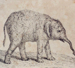 Asian elephant, Asiatic elephant (Elephas maximus)