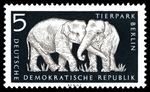 Asian elephant, Asiatic elephant (Elephas maximus)