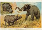 Indian elephant (Elephas maximus indicus), Indian rhinoceros (Rhinoceros unicornis), common hipp...