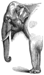 Indian elephant (Elephas maximus indicus)