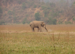 Indian elephant (Elephas maximus indicus)