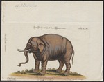 Indian elephant (Elephas maximus indicus)