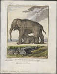 Indian elephant (Elephas maximus indicus)