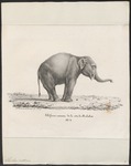 Indian elephant (Elephas maximus indicus)