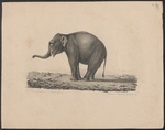 Indian elephant (Elephas maximus indicus)