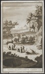 Indian elephant (Elephas maximus indicus)