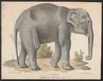 Indian elephant (Elephas maximus indicus)