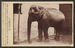 Indian elephant (Elephas maximus indicus)