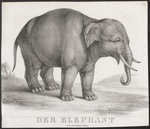 Indian elephant (Elephas maximus indicus)