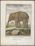 Indian elephant (Elephas maximus indicus)