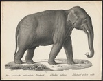 Indian elephant (Elephas maximus indicus)