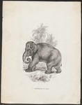 Indian elephant (Elephas maximus indicus)