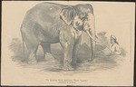 Indian elephant (Elephas maximus indicus)