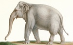 Sri Lankan elephant (Elephas maximus maximus)