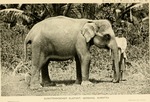 Sumatran elephant (Elephas maximus sumatranus)