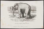 Sumatran elephant (Elephas maximus sumatranus)