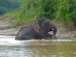 Borneo elephant (Elephas maximus borneensis)