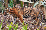 Sumatran tiger (Panthera tigris sumatrae)