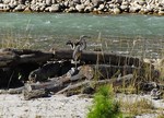 white-bellied heron (Ardea insignis)