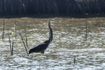 great-billed heron (Ardea sumatrana)