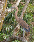 great-billed heron (Ardea sumatrana) juvenile