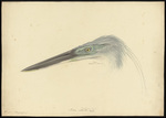 great-billed heron (Ardea sumatrana)