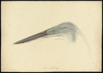 great-billed heron (Ardea sumatrana)