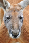 red kangaroo (Macropus rufus)