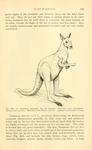 red kangaroo (Macropus rufus)