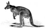 red kangaroo (Macropus rufus)