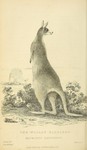 red kangaroo (Macropus rufus)