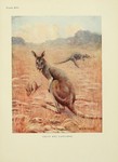 red kangaroo (Macropus rufus)