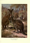 red kangaroo (Macropus rufus)