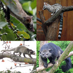 Viverridae: Asian palm civet (Paradoxurus hermaphroditus), common genet (Genetta genetta), maske...
