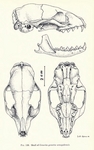 common genet (Genetta genetta)