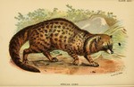 African civet (Civettictis civetta)