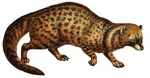 African civet (Civettictis civetta)