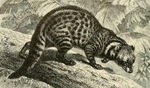 African civet (Civettictis civetta)