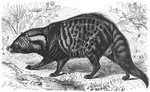 African civet (Civettictis civetta)