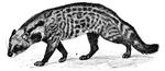 African civet (Civettictis civetta)